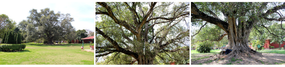 Heritage tree à Chandigarh - Un peepal de 250 ans, secteur 9