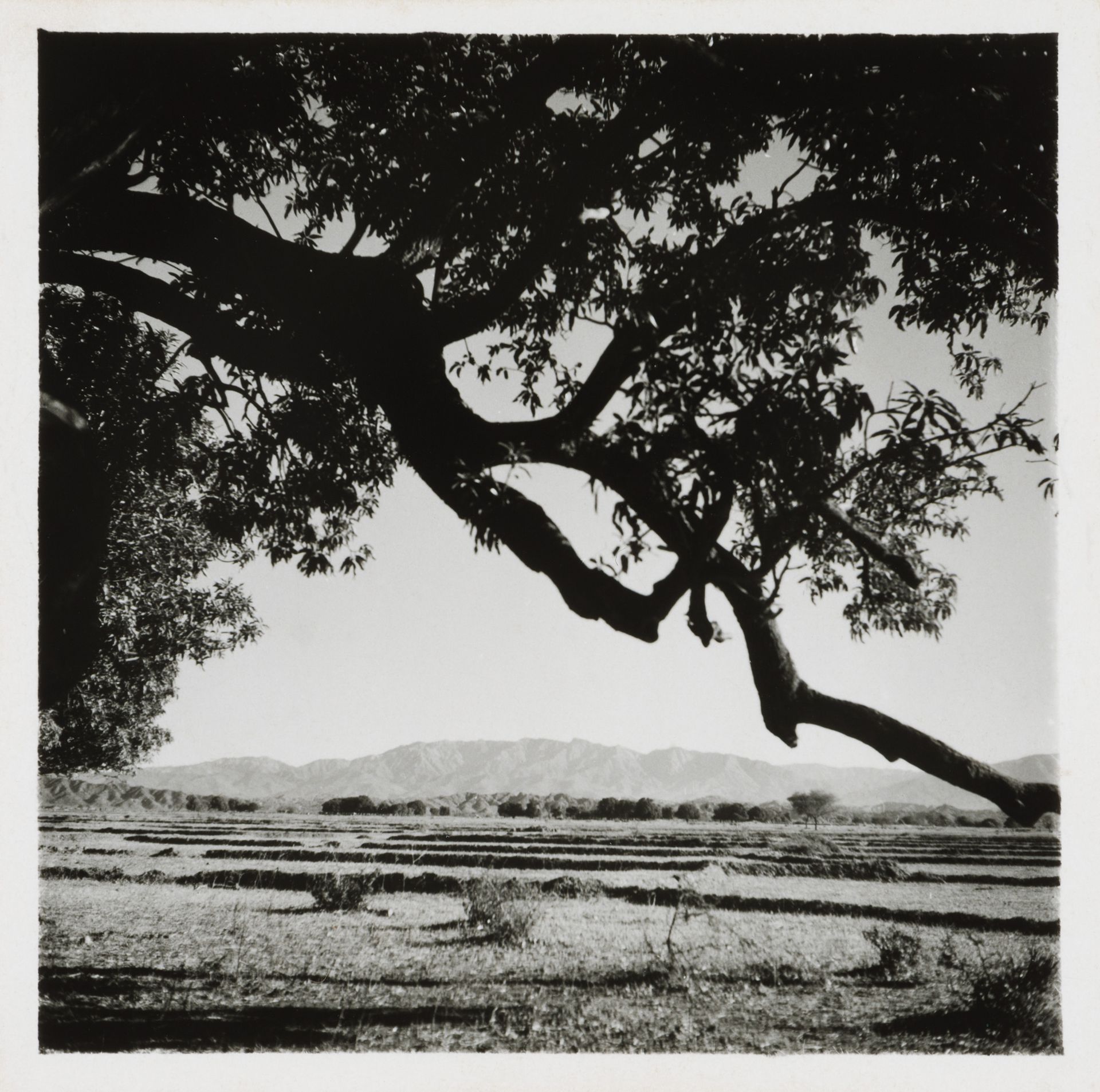 Emplacement de la future ville de Chandigarh, 1951. CCA. ARCH264635 - Photo de Pierre Jeanneret