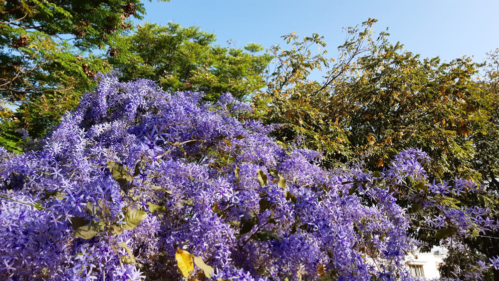 Chandigarh, "the city beautiful" est une explosion de couleurs