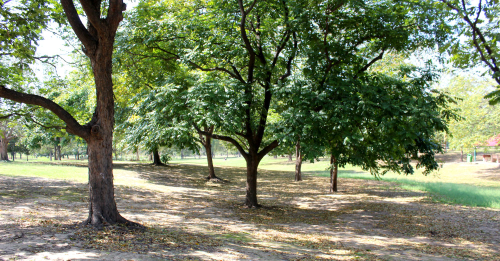 Vue du parc de la Leisure Valley - secteur 10